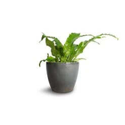 Microsorum Musifolium Crocodyllus - Crocodile Fern -Plant Promotion Store Microsorum musifolium Crocodyllus Crocodile Fern 12x25cm Sven Plant Pot Smoke