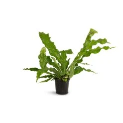 Microsorum Musifolium Crocodyllus - Crocodile Fern -Plant Promotion Store Microsorum musifolium Crocodyllus Crocodile Fern 17x40cm