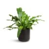 Microsorum Musifolium Crocodyllus - Crocodile Fern 1 Microsorum Musifolium Crocodyllus - Crocodile Fern -Plant Promotion Store Microsorum musifolium Crocodyllus Crocodile Fern 17x40cm Lisbon Plant Pot Anthracite 19x19cm
