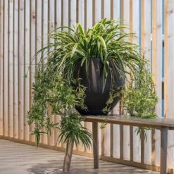 Mini Orb Kevan Plant Pot - Black Washed -Plant Promotion Store Mini Orb Kevan Plant Pot Black Washed Spider Plant