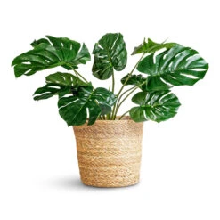 Igmar Plant Basket - Natural -Plant Promotion Store Monstera Bush Swiss Cheese Plant Artificial 60cm Igmar Basket Natural 30x26cm