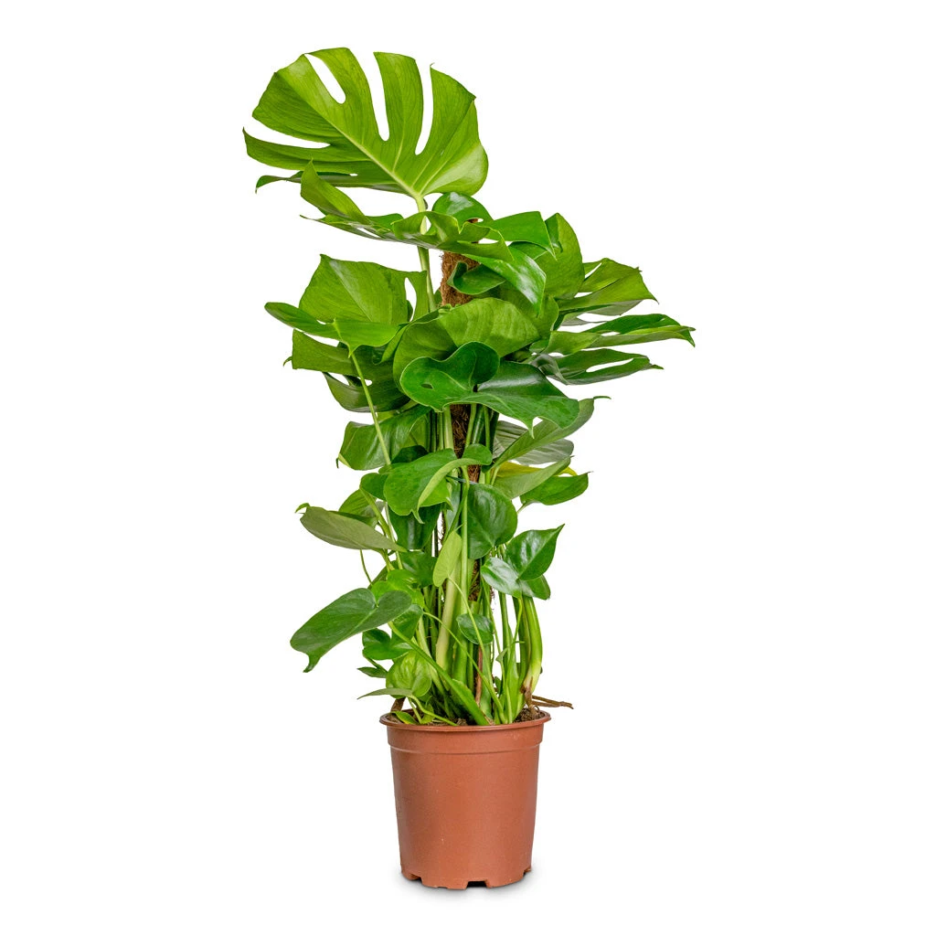 Monstera Deliciosa - Swiss Cheese Plant - Moss Pole 16 Monstera Deliciosa - Swiss Cheese Plant - Moss Pole - Image 14