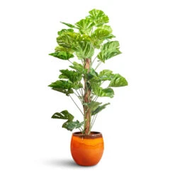 Charlotte Plant Pot - Orange -Plant Promotion Store Monstera Moss Pole Swiss Cheese Plant Artificial 150cm Charlotte Pot Orange 33x30cm