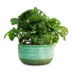 Monstera Adansonii - Philodendron Monkey Mask -Plant Promotion Store Monstera adansoni Philodendron Monkey Mask 15x40cm Ocean Glaze Plant Bowl Emerald 25x12.5cm d9d1c44e 3bec 4196 8a28 77b15d1be19f