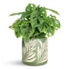Monstera Adansonii - Philodendron Monkey Mask -Plant Promotion Store Monstera adansonii Monkey Mask 15x40cm Leaf Pot Green 18x16cm