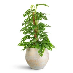Plant Promotion Store -Plant Promotion Store Monstera adansonii Monkey Mask Moss Pole 19x80c mNoor Pot Metallic Grey 27x25cm