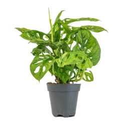Monstera Adansonii - Philodendron Monkey Mask -Plant Promotion Store Monstera adansonii Philodendron Monkey Mask 12x30cm