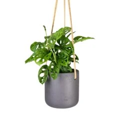 Monstera Adansonii - Philodendron Monkey Mask -Plant Promotion Store Monstera adansonii Philodendron Monkey Mask 12x30cm Charlie Hanging Plant Pot Black Washed 15x15cm