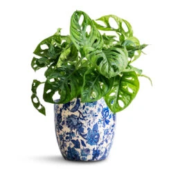 Monza Plant Pot - Vintage Blue -Plant Promotion Store Monstera adansonii Philodendron Monkey Mask 12x30cm Monza Plant Pot Vintage Blue 15x14cm