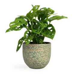 Monstera Adansonii - Philodendron Monkey Mask -Plant Promotion Store Monstera adansonii Philodendron Monkey Mask 12x30cm Rinca Plant Pot Shiny Green 15x13cm