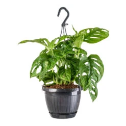 Monstera Adansonii - Philodendron Monkey Mask -Plant Promotion Store Monstera adansonii Philodendron Monkey Mask 15x40cm