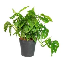 Monstera Adansonii - Philodendron Monkey Mask -Plant Promotion Store Monstera adansonii Philodendron Monkey Mask 19x40cm