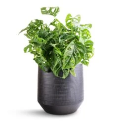 Norell Plant Pot - Black -Plant Promotion Store Monstera adansonii Philodendron Monkey Mask 19x50cm Norell Plant Pot Black 25x24cm bb5bbba4 6f7f 4889 9bb5 1cbe250f8a99