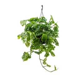 Monstera Adansonii - Philodendron Monkey Mask -Plant Promotion Store Monstera adansonii Philodendron Monkey Mask 28x40cm v2