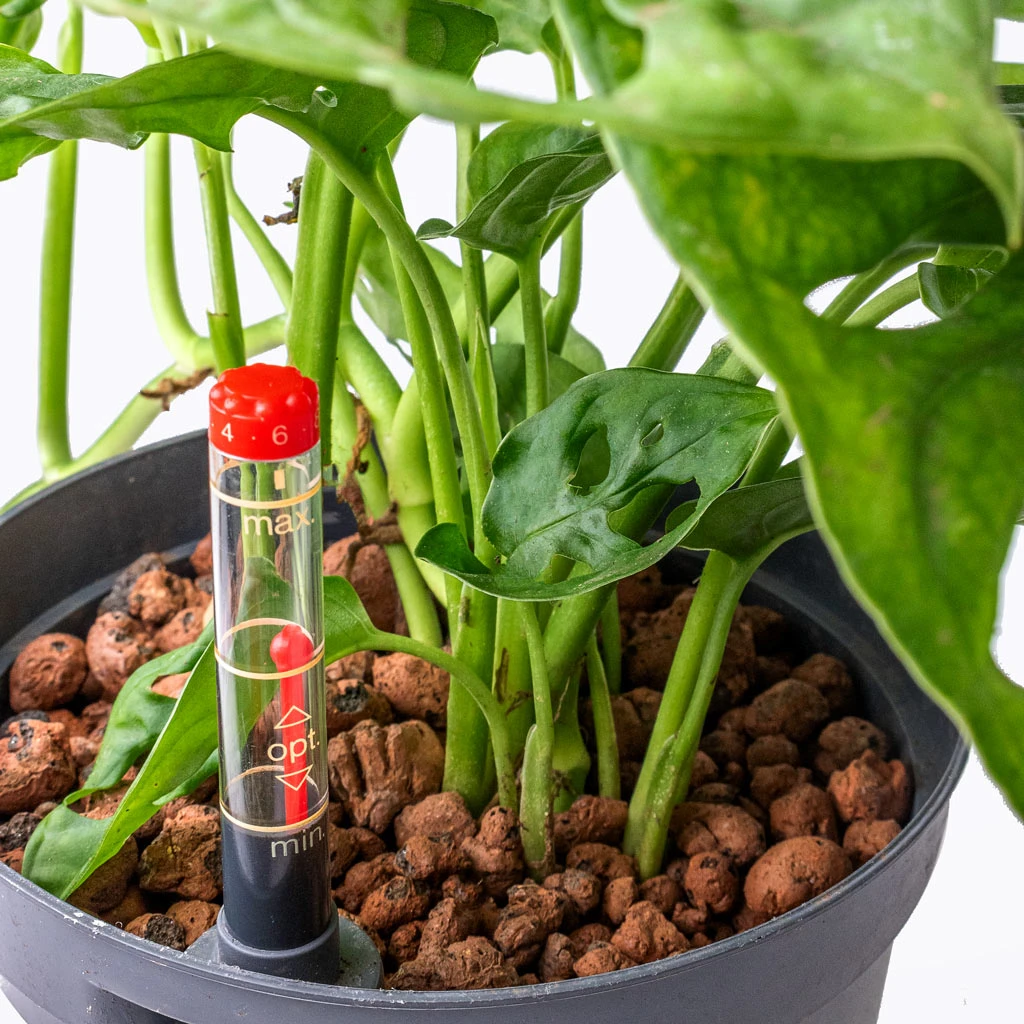 Monstera Adansonii - Philodendron Monkey Mask - HydroCare 4 Monstera Adansonii - Philodendron Monkey Mask - HydroCare - Image 2