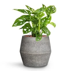 Monstera Adansonii - Philodendron Monkey Mask - HydroCare 14 Monstera Adansonii - Philodendron Monkey Mask - HydroCare -Plant Promotion Store Monstera adansonii Philodendron Monkey Mask HydroCare Cement Stone Harley Plant Pot Granite Grey