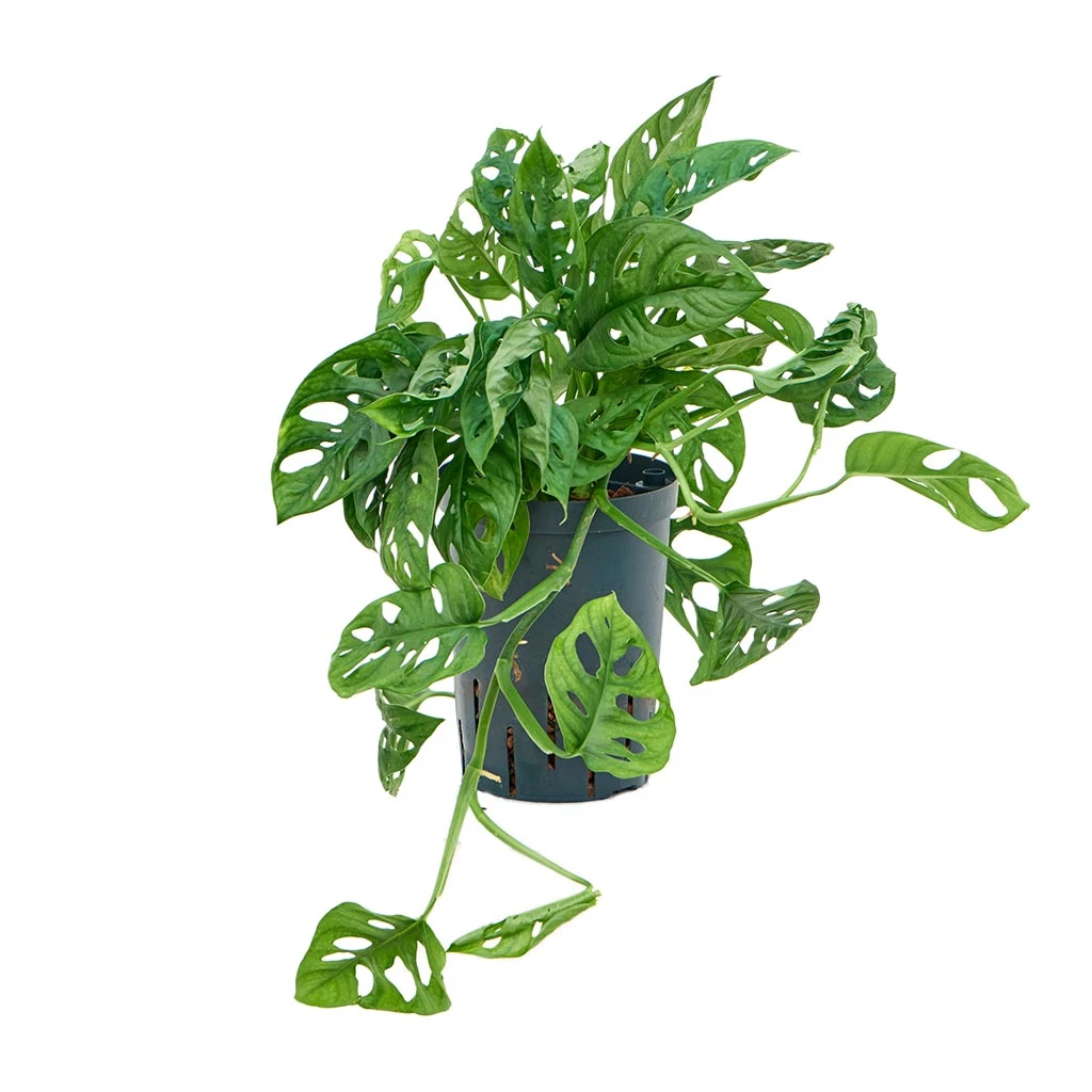Monstera Adansonii - Philodendron Monkey Mask - HydroCare 3 Monstera Adansonii - Philodendron Monkey Mask - HydroCare