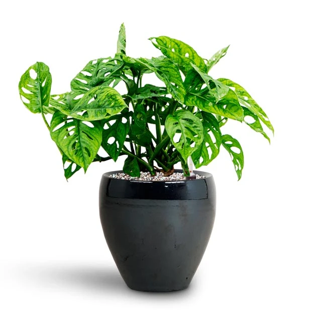 Monstera Adansonii - Philodendron Monkey Mask - HydroCare 6 Monstera Adansonii - Philodendron Monkey Mask - HydroCare - Image 4