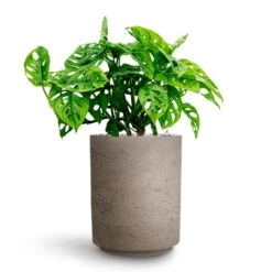 Monstera Adansonii - Philodendron Monkey Mask - HydroCare 15 Monstera Adansonii - Philodendron Monkey Mask - HydroCare -Plant Promotion Store Monstera adansonii Philodendron Monkey Mask HydrocultureSuzi Plant Pot Grey Washed b3ebce18 4204 48da b7f8 99baadc4318f