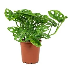 Monstera Adansonii - Philodendron Monkey Mask -Plant Promotion Store Monstera adansonii Philodendron Monkey Mask Large