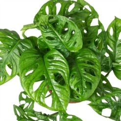 Monstera Adansonii - Philodendron Monkey Mask -Plant Promotion Store Monstera adansonii Philodendron Monkey Mask Leaves Large