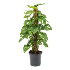 Monstera Adansonii - Philodendron Monkey Mask - Moss Pole 21 Monstera Adansonii - Philodendron Monkey Mask - Moss Pole -Plant Promotion Store Monstera adansonii Philodendron Monkey Mask Moss Pole 16x60cm