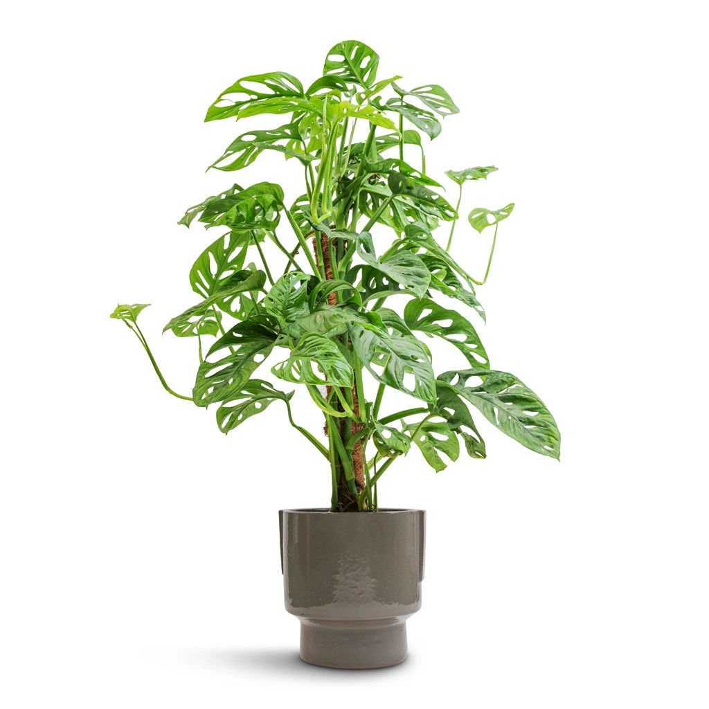 Monstera Adansonii - Philodendron Monkey Mask - Moss Pole 13 Monstera Adansonii - Philodendron Monkey Mask - Moss Pole - Image 11