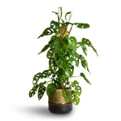 Monstera Adansonii - Philodendron Monkey Mask - Moss Pole 27 Monstera Adansonii - Philodendron Monkey Mask - Moss Pole -Plant Promotion Store Monstera adansonii Philodendron Monkey Mask Moss Pole 16x60cm Marlijn Plant Pot Thyme 19x18cm 2 81663c24 fa09 46fa bbca ad1698c2ac8d
