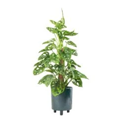 Pisa Plant Pot - Emerald -Plant Promotion Store Monstera adansonii Philodendron Monkey Mask Moss Pole 16x60cm Pisa Plant Pot Emerald 20x24cm