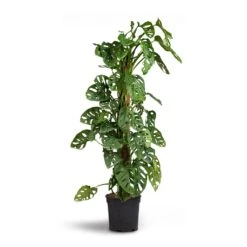 Monstera Adansonii - Philodendron Monkey Mask - Moss Pole 24 Monstera Adansonii - Philodendron Monkey Mask - Moss Pole -Plant Promotion Store Monstera adansonii Philodendron Monkey Mask Moss Pole 21x80cm