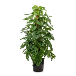 Monstera Adansonii - Philodendron Monkey Mask - Moss Pole 23 Monstera Adansonii - Philodendron Monkey Mask - Moss Pole -Plant Promotion Store Monstera adansonii Philodendron Monkey Mask Moss Pole 24x120cm