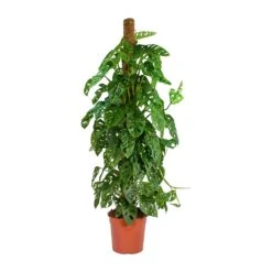 Monstera Adansonii - Philodendron Monkey Mask - Moss Pole 20 Monstera Adansonii - Philodendron Monkey Mask - Moss Pole -Plant Promotion Store Monstera adansonii Philodendron Monkey Mask Moss Pole Large