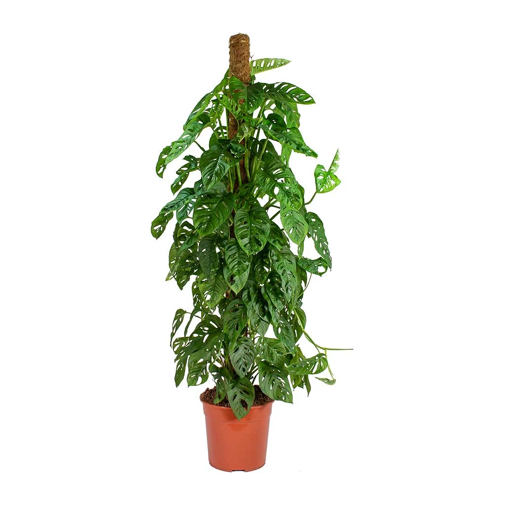 Monstera Adansonii - Philodendron Monkey Mask - Moss Pole 7 Monstera Adansonii - Philodendron Monkey Mask - Moss Pole - Image 5