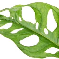 Monstera Adansonii - Philodendron Monkey Mask -Plant Promotion Store Monstera adansonii Philodendron Monkey Mask SWATCH