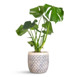 Geo Plant Pot - Crème Blue -Plant Promotion Store Monstera deliciosa 17x60cm Geo Pot Creme Blue 20x18cm 1