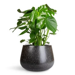 Terrazzo Darcy Planter - Black 20 Terrazzo Darcy Planter - Black -Plant Promotion Store Monstera deliciosa 21x70cm Terrazzo Darcy Planter Black 37X32cm 1