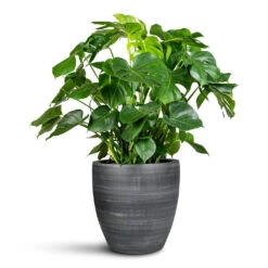 Toulouse Planter - Anthracite -Plant Promotion Store Monstera deliciosa 30x90cm Toulouse Planter Anthracite 42x39cm 1