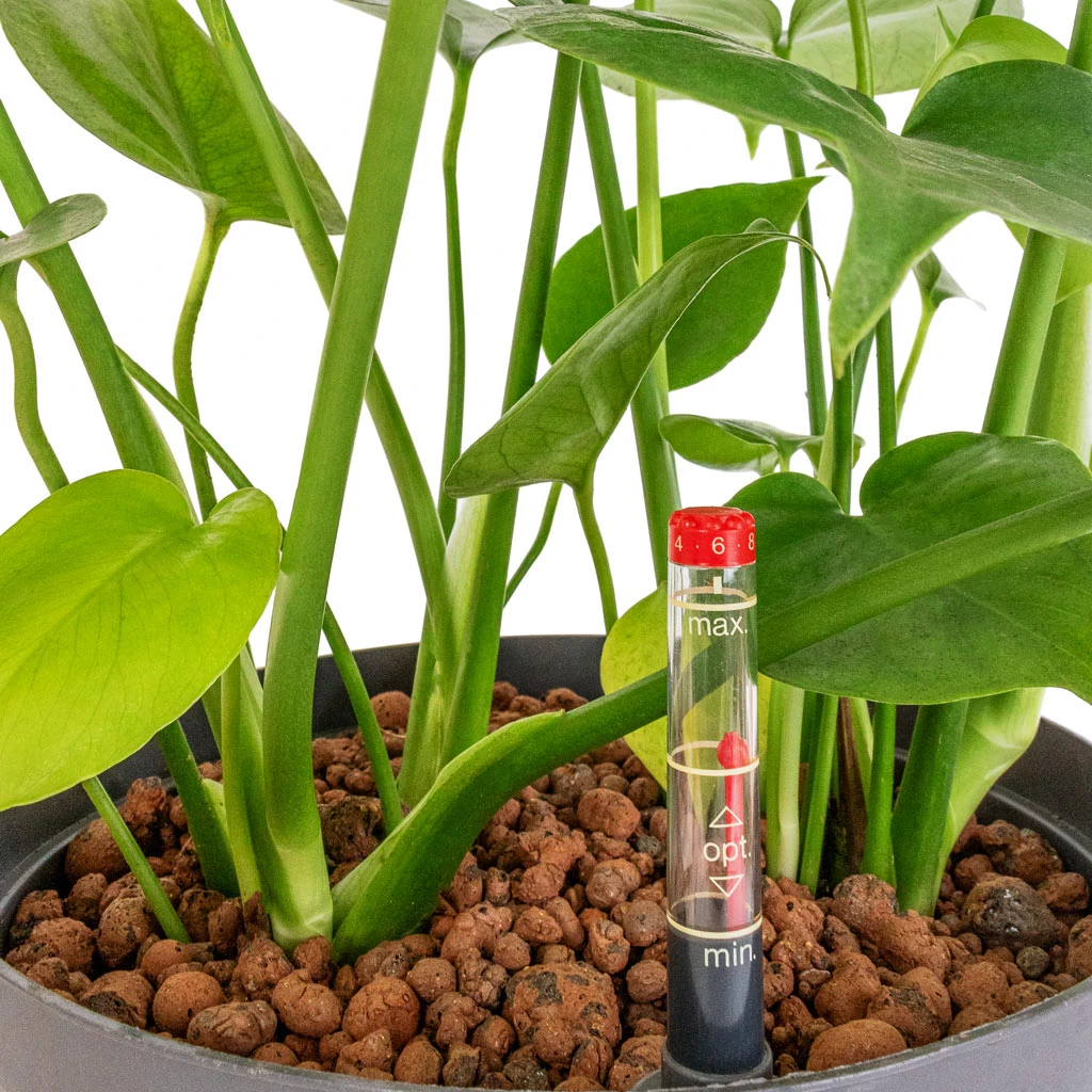 Monstera Deliciosa - HydroCare 4 Monstera Deliciosa - HydroCare - Image 2