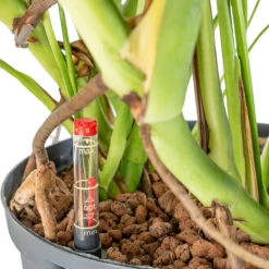 Monstera Deliciosa - HydroCare 37 Monstera Deliciosa - HydroCare -Plant Promotion Store Monstera deliciosa HydroCare 25 19x70cm dd65e43d 8fdb 4fd2 9fc3 90b638166c1d