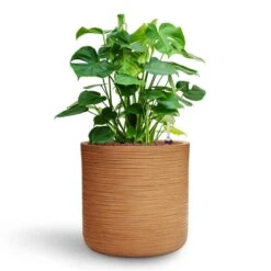 Monstera Deliciosa - HydroCare 39 Monstera Deliciosa - HydroCare -Plant Promotion Store Monstera deliciosa HydroCare Dune Cylinder Planter Almond