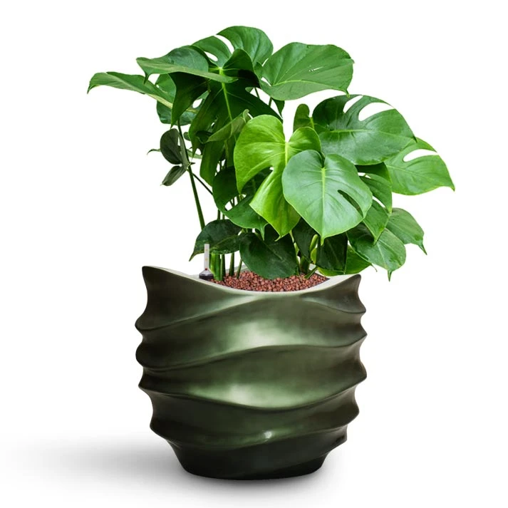 Monstera Deliciosa - HydroCare 19 Monstera Deliciosa - HydroCare - Image 17
