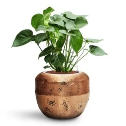 Monstera Deliciosa - HydroCare 40 Monstera Deliciosa - HydroCare -Plant Promotion Store Monstera deliciosa HydroCare Opus Raw Couple Planter Gold
