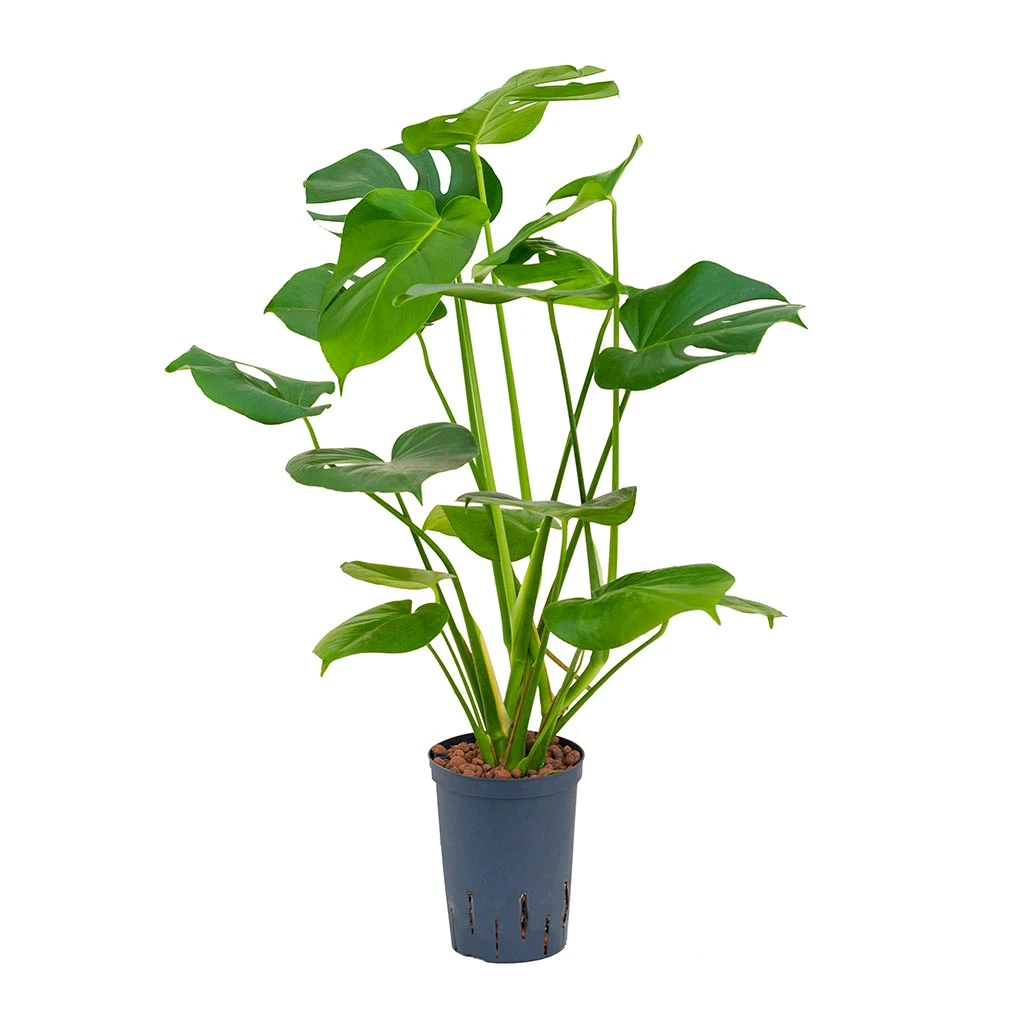 Monstera Deliciosa - HydroCare 14 Monstera Deliciosa - HydroCare - Image 12