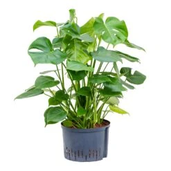 Monstera Deliciosa - HydroCare 36 Monstera Deliciosa - HydroCare -Plant Promotion Store Monstera deliciosa Hydroculture 28 19x85cm