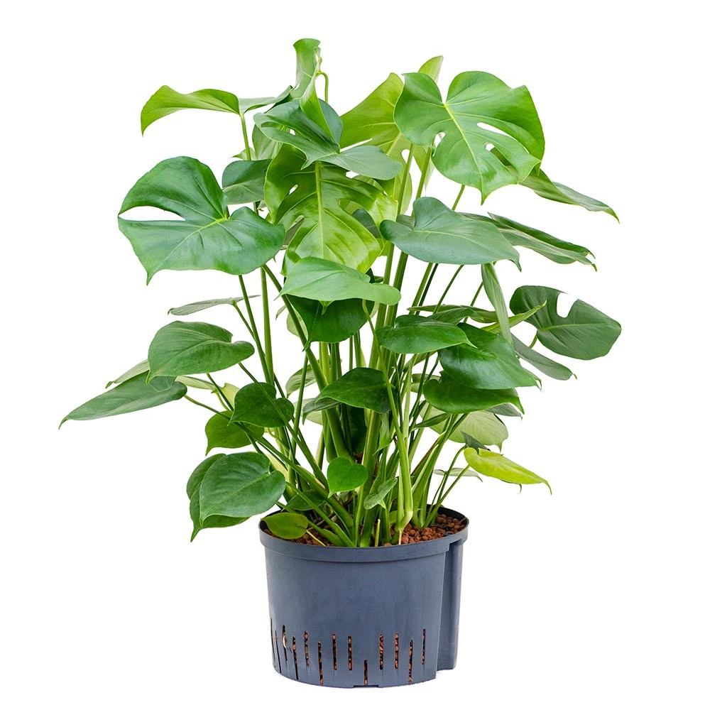 Monstera Deliciosa - HydroCare 17 Monstera Deliciosa - HydroCare - Image 15