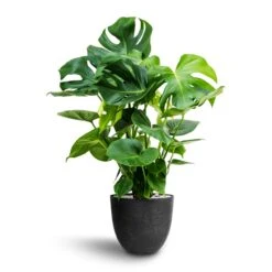 Monstera Deliciosa - HydroCare 31 Monstera Deliciosa - HydroCare -Plant Promotion Store Monstera deliciosa Hydroculture Bola Artstone Plant Pot Black