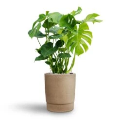 Monstera Deliciosa - HydroCare 28 Monstera Deliciosa - HydroCare -Plant Promotion Store Monstera deliciosa Hydroculture Chao Plant Pot Concrete