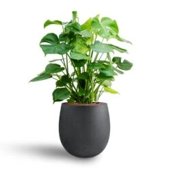 Monstera Deliciosa - HydroCare 32 Monstera Deliciosa - HydroCare -Plant Promotion Store Monstera deliciosa Hydroculture Grigio Balloon Plant Pot Anthracite Concrete 2