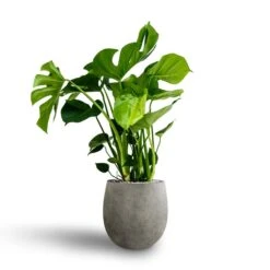 Monstera Deliciosa - HydroCare 35 Monstera Deliciosa - HydroCare -Plant Promotion Store Monstera deliciosa Hydroculture Grigio Balloon Plant Pot Natural Concrete