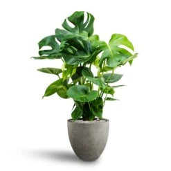 Monstera Deliciosa - HydroCare 41 Monstera Deliciosa - HydroCare -Plant Promotion Store Monstera deliciosa Hydroculture Grigio Egg Pot Planter Natural Concrete